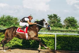 how profitable is horse back riding