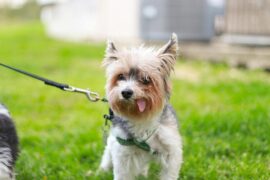 best-pet-insurance-texas