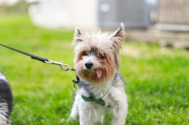 best-pet-insurance-texas