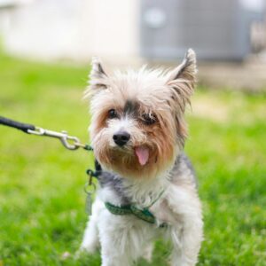 best-pet-insurance-texas