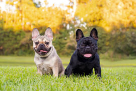 Top 10 Pet Insurance Picks for French Bulldogs: Get Comprehensive Coverage for Under $70/Month - Verified by FangWallet