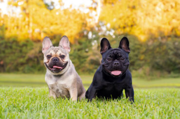 Top 10 Pet Insurance Picks for French Bulldogs: Get Comprehensive Coverage for Under $70/Month - Verified by FangWallet