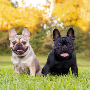 Top 10 Pet Insurance Picks for French Bulldogs: Get Comprehensive Coverage for Under $70/Month - Verified by FangWallet