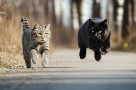 Market Fear vs. Long-Term Opportunity