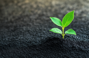 Small Cap Mutual Funds