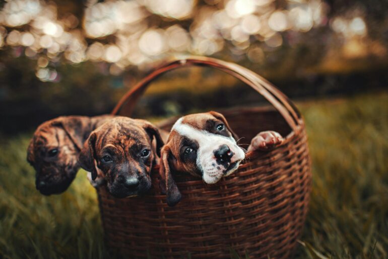 5 Misunderstandings About Owning Pets: And What You Should Know Instead - Verified by FangWallet