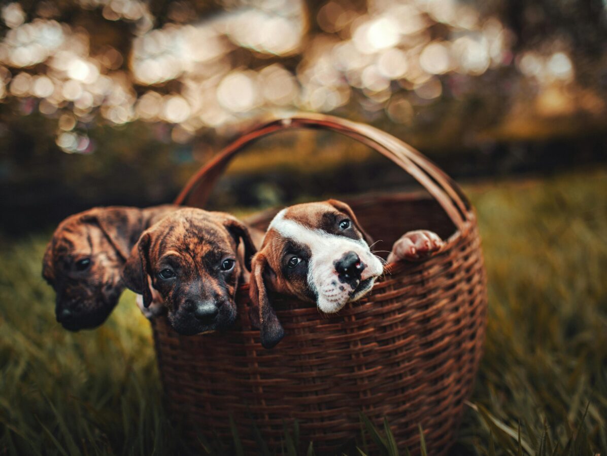 5 Misunderstandings About Owning Pets: And What You Should Know Instead 5 Misunderstandings About Owning Pets: And What You Should Know Instead