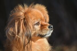 10 Low-Cost Dog Breeds for Budget-Savvy Households - Verified by FangWallet