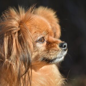 10 Low-Cost Dog Breeds for Budget-Savvy Households - Verified by FangWallet
