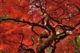 The Most Dramatic Specimen Trees - Verified by FangWallet