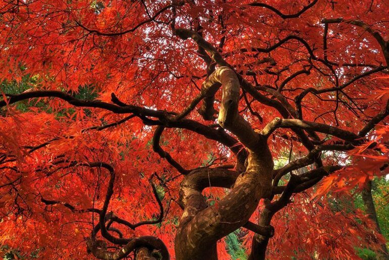 The Most Dramatic Specimen Trees - Verified by FangWallet