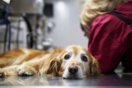 why-half-of-u-s-pet-owners-skip-critical-vet-care