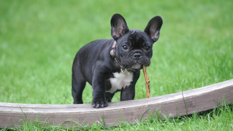 Top 10 Pet Insurance Picks for French Bulldogs: Get Comprehensive Coverage for Under $70/Month - Verified by FangWallet