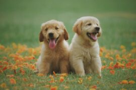 Signs Your Pet Has Poisoning and How an Emergency Vet in Brandon Can Help - Verified by FangWallet