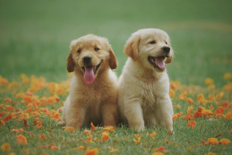 Signs Your Pet Has Poisoning and How an Emergency Vet in Brandon Can Help - Verified by FangWallet