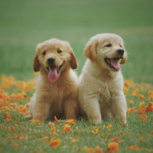 Signs Your Pet Has Poisoning and How an Emergency Vet in Brandon Can Help - Verified by FangWallet