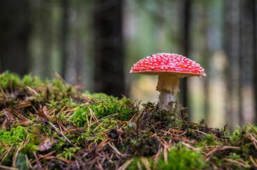 Buy Amanita Muscaria Extract Online: Everything You Need to Know - Verified by FangWallet