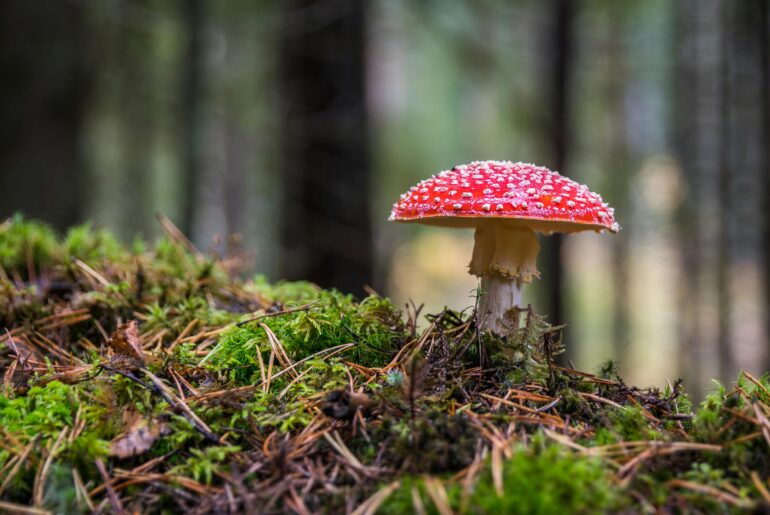 Buy Amanita Muscaria Extract Online: Everything You Need to Know - Verified by FangWallet