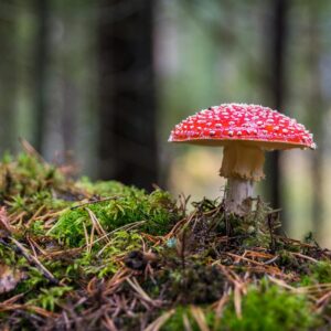 Buy Amanita Muscaria Extract Online: Everything You Need to Know - Verified by FangWallet