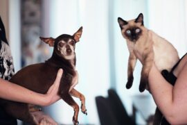 cat photo
