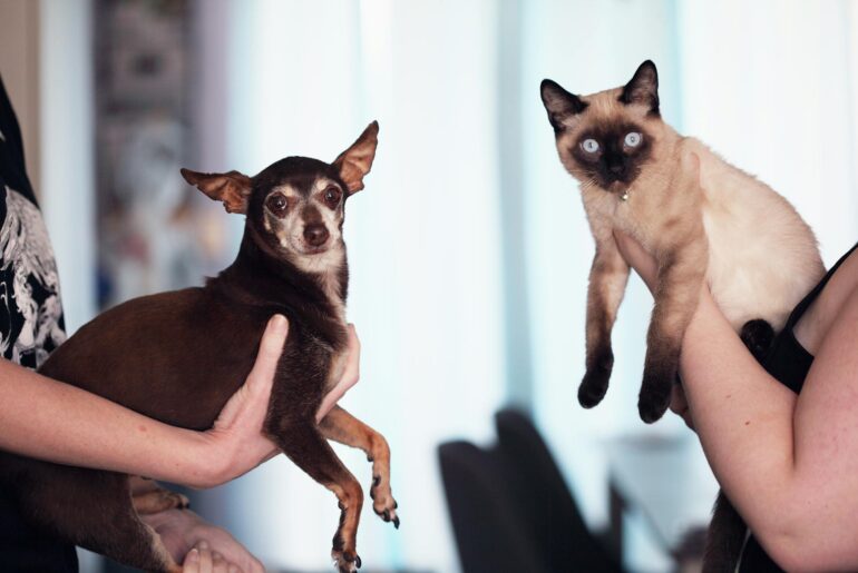 cat photo