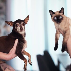 cat photo